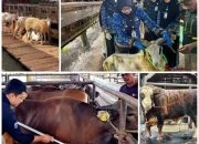Penjualan Hewan Kurban di Lampung Melonjak Tajam pada Idul Adha 2026