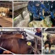 Penjualan Hewan Kurban di Lampung Melonjak Tajam pada Idul Adha 2026
