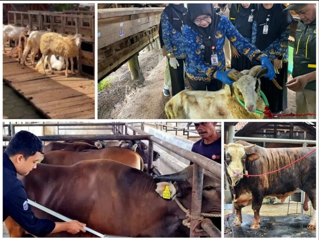 Penjualan Hewan Kurban di Lampung Melonjak Tajam pada Idul Adha 2026