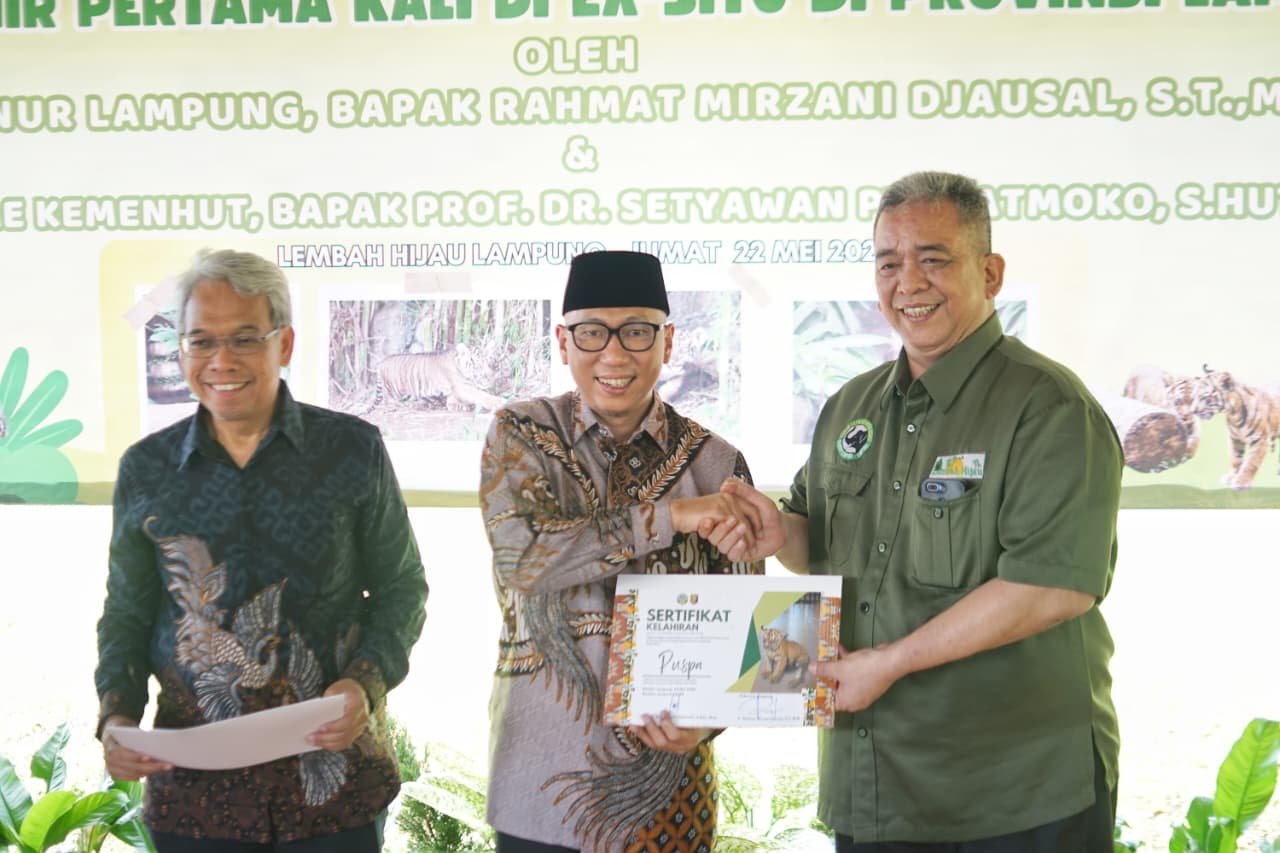 Gubernur Lampung Beri Nama Dua Bayi Harimau Sumatera di Lembah Hijau